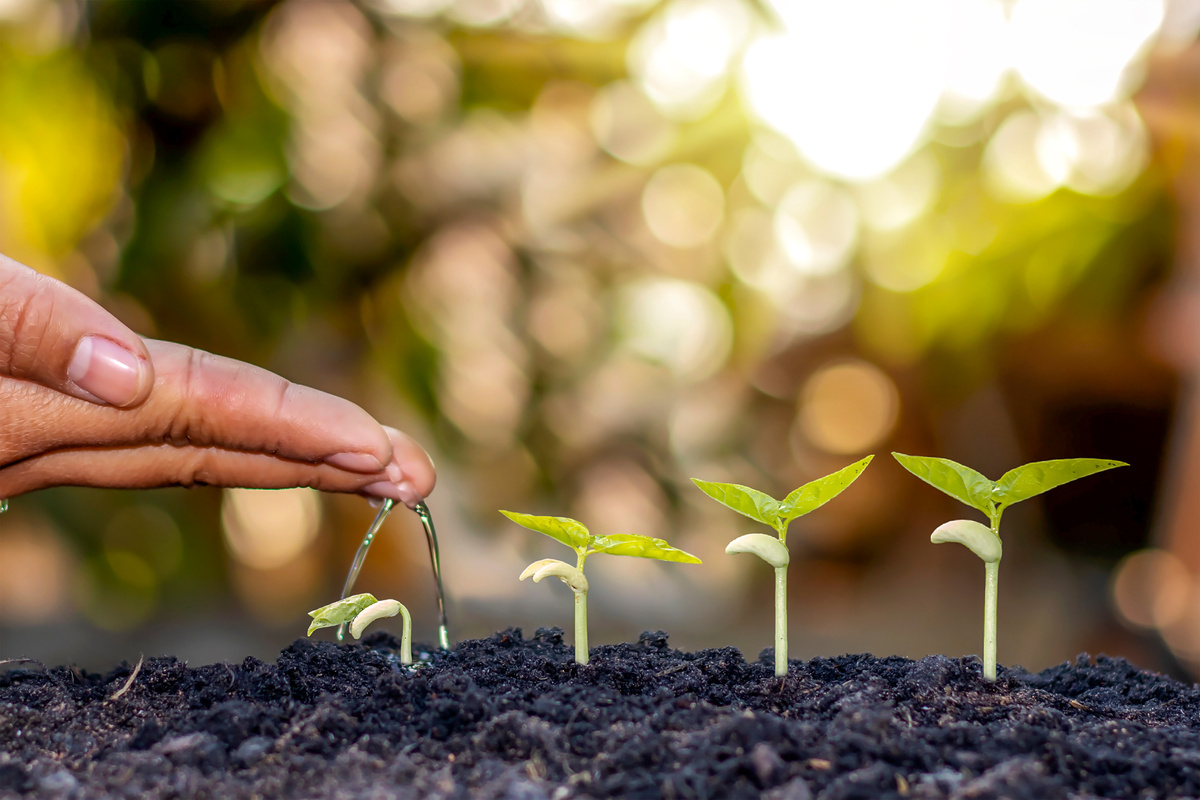 Person Watering Sprouts